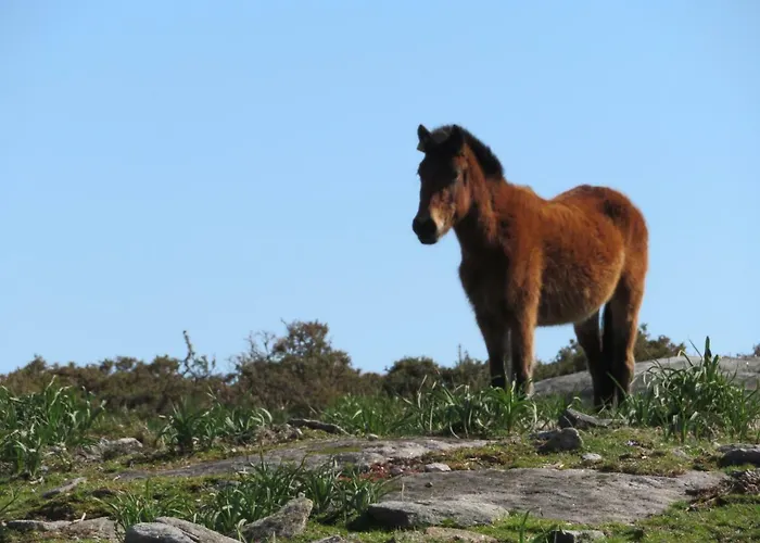 بيت ضيافة Casarada *